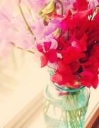 sweet peas