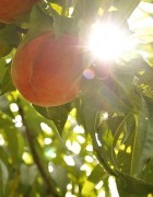 peaches