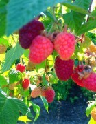 Raspberries