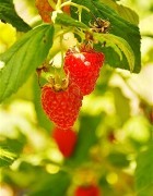 Oregon Berry Pie