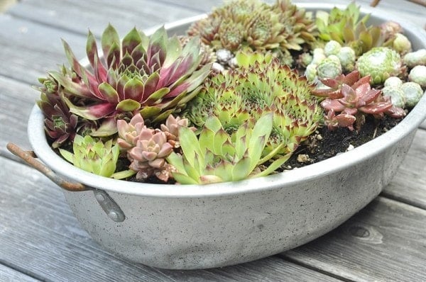 Tea Cup Succulent - Your Homebased Mom