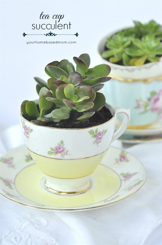 Tea Cup Succulent - Your Homebased Mom