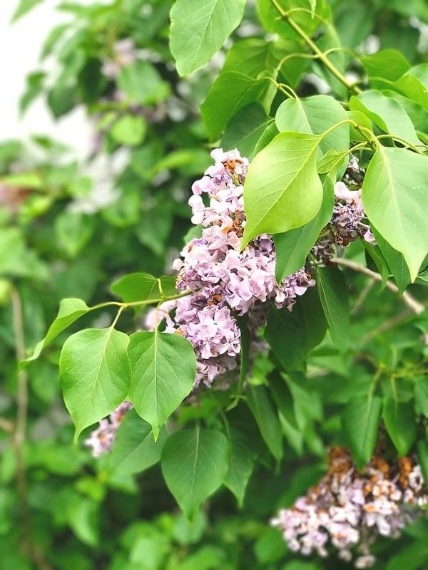 Lilac Girls Bellamy Ferriday House