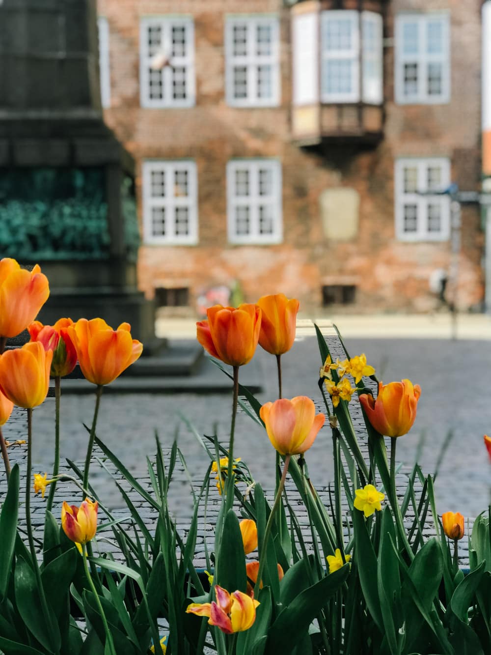 Tulips in Copenhagen