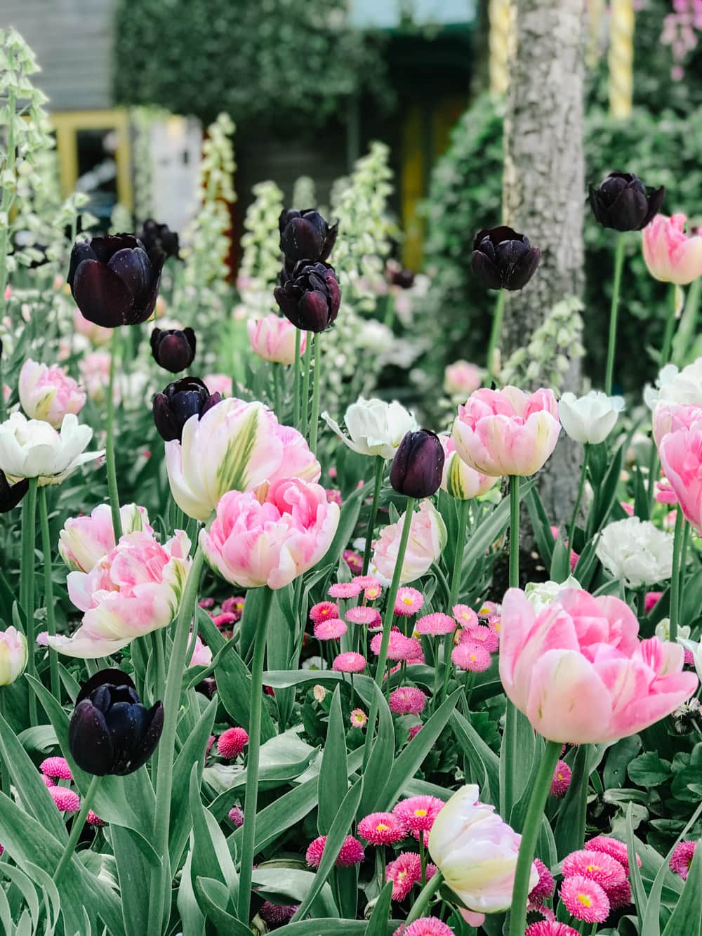 Flowers at Tivoli Gardens