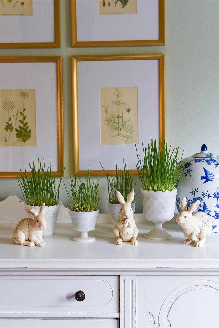 How to Grow Easter Grass 