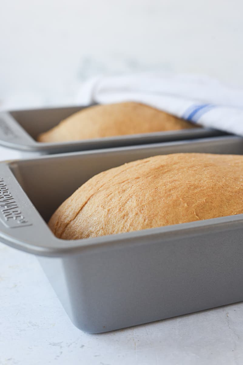 bread dough in loaf pans