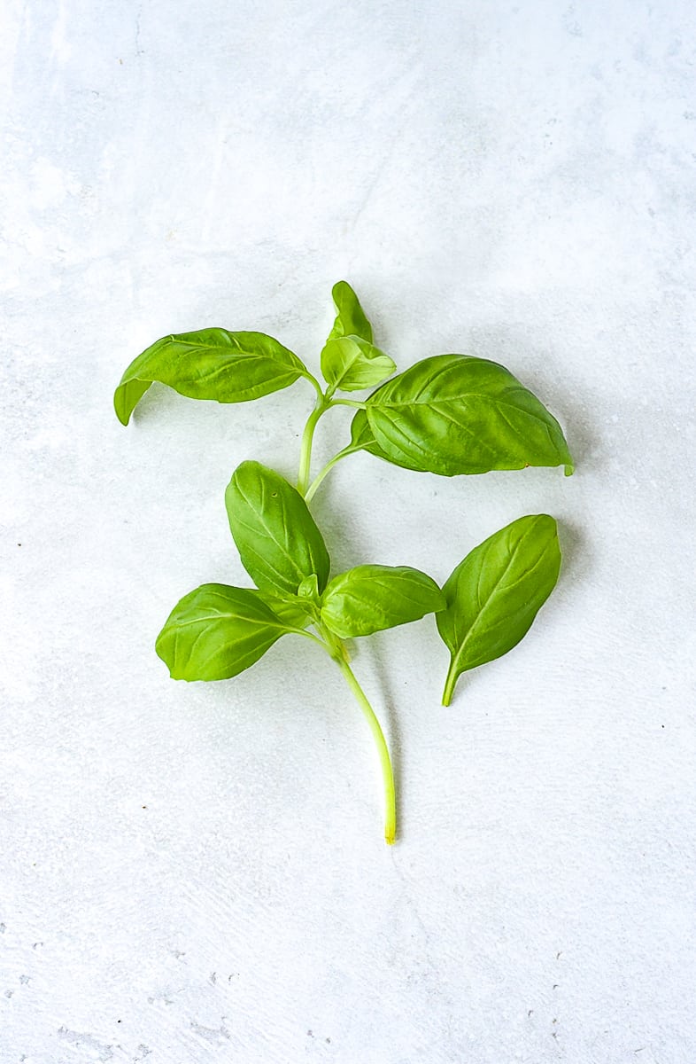 sprig of basil